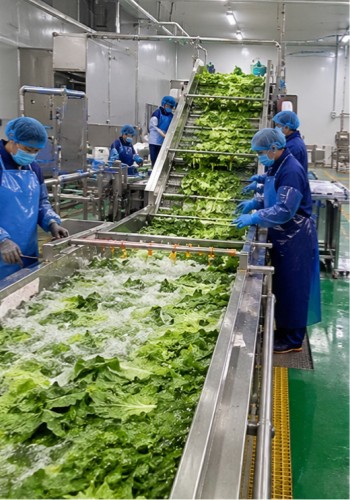 Fresh-cut vegetable processing plants