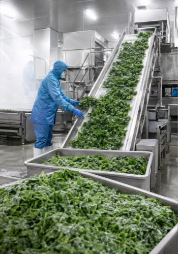 Frozen leafy vegetable production