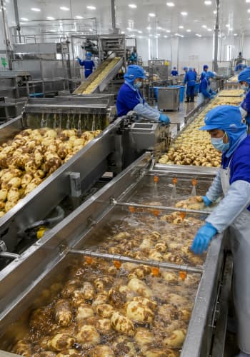 Potato Washing & Mengupas