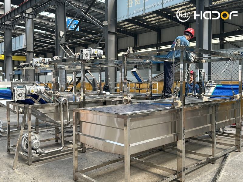 1500 kgh Vegetable Washing Equipment Manufacturing